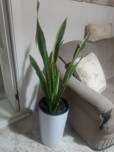 Другие комнатные растения: Комнатные растения в кашпо В продаже крупная коллекция — 8