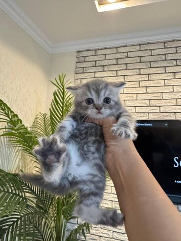 Pişiklər: Şotland — 9