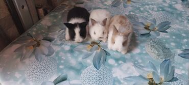 Dovşanlar: 🟠 Ev dovşanı balalarına super endirim kampaniyası. müvəqqəti olaraq 50 — 1