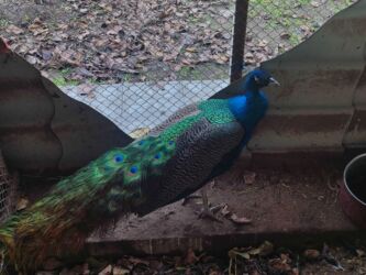 it və qız: Tovuz quşu satılır 5 yaşı var sağlamdir yaxşı saxlanılıb heç bir