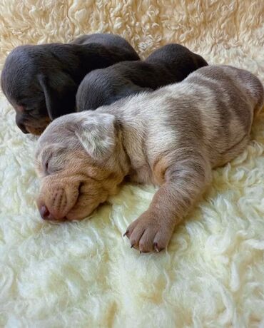 Psi: Jaze malog rasta oštenjene 23.08.2025.Uvezena genetika iz — 5