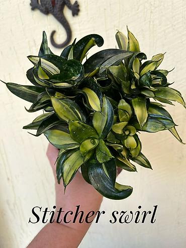Драцены и Сансевиерии: Сансевиерия (Sansevieria, «тещин язык») – компактные комнатные — 11