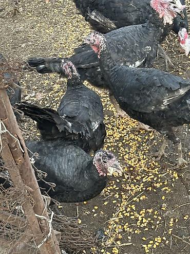 Индюки: Продаю | Индюшка (самка), Индюк (самец) | Черный принц, Северокавказская | На забой, Для разведения | Племенные — 5