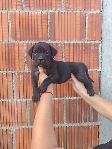 Psi: Cane Corso štenci šampionskog porekla! Tražite moćnog čuvara i odanog na lalafo.rs — 5 Psi: Cane Corso štenci šampionskog porekla! Tražite moćnog čuvara i odanog — 5