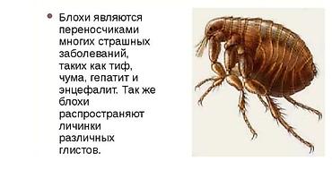 Дезинфекция, дезинсекция: Дезинфекция, дезинсекция, | Блохи, | Квартиры, Кафе, магазины, Подъезды — 3