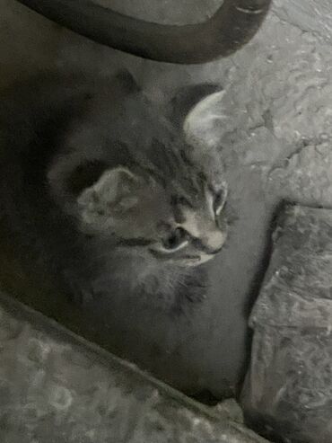 сколько стоит сибирская кошка котенок: Котёнок табби окраса, с серыми полосками и белыми отметинами. У него