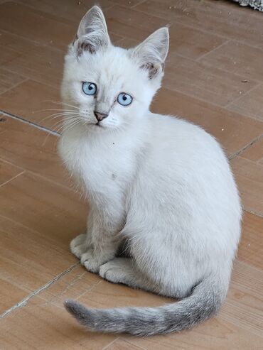 шотландские котята в баку: Шотландская, Самец, В добрые руки, Самовывоз