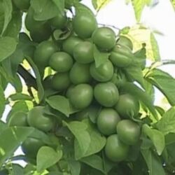 Həyət evləri və villaların satışı: 3 otaqlı, 78 kv. m, Kredit yoxdur, Yeni təmirli — 23