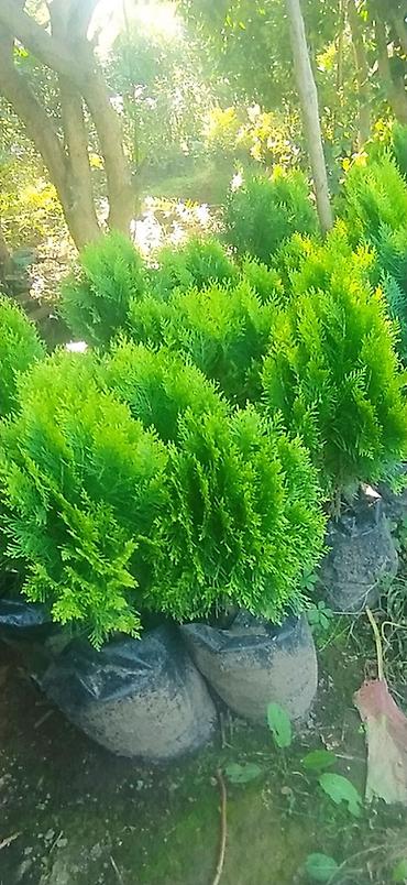 palm: Limon şam ağacı– dekorativ iynəyarpaqlı Lelandra Sekas Finik Tuya — 4