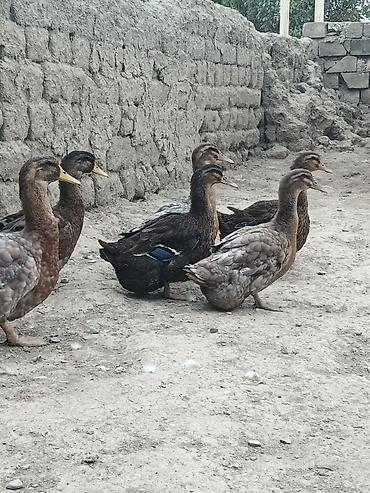 korella tutuqusu haqqında: Blue Rouen Ördekleri. Xarici sort ordekler.(Ətrafli məlumat — 2