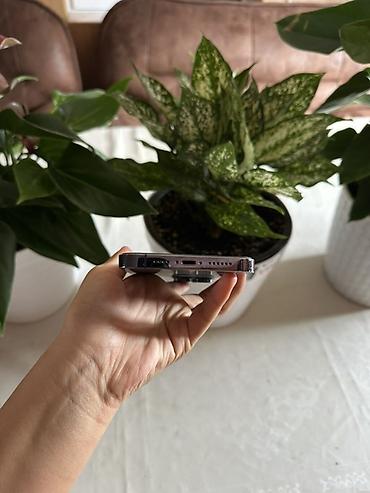 мереке видео: IPhone 14 Pro, Колдонулган, 256 ГБ, Deep Purple, 81 % — 6