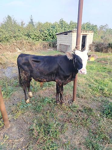 inəyin od dasi: Satılır: Qara-ağ rəngli cins buzov 8 aylığ super cins sünü — 1