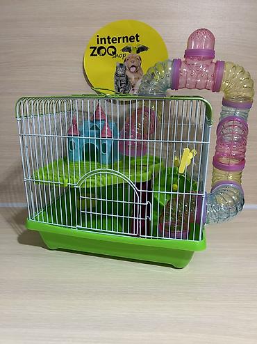 Хомяки: Продаются хомячки джунгарские, сирийские, ангорские пушистые хомячки — 24