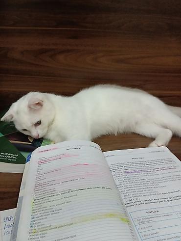 sahiblendir: Şotland ve anqora qarisimidir dişi sahiblendirilir hec bir problemi — 3