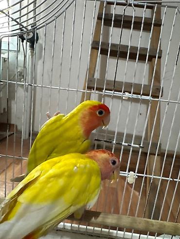 золотая шиншилла котенок: Naxçıvan tutuquşusu (lovebird) – parlaq rəngli cüt - Rəngləri: əsasən — 7