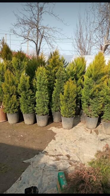 Çöl bitkiləri: Piramida,Arizona konos pixtda,limoni yolkaleylandra,v.s yolkalar — 2