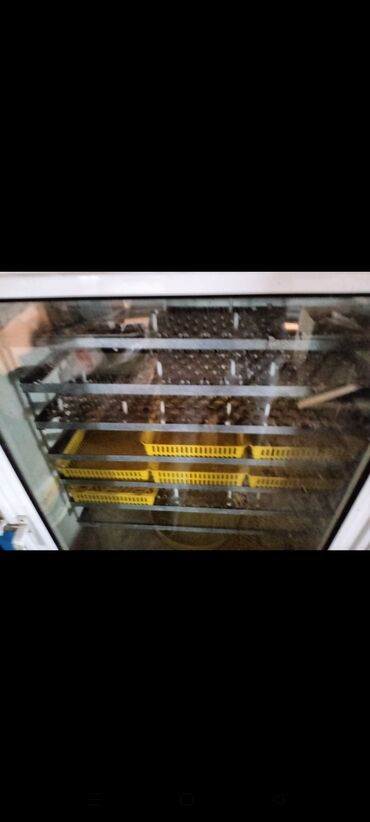 İnkubatorlar: İran, Tam avtomat — 7