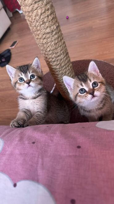 красивые коты: Славненькие котята(2 девочки) с изумрудными глазкамиждут своих