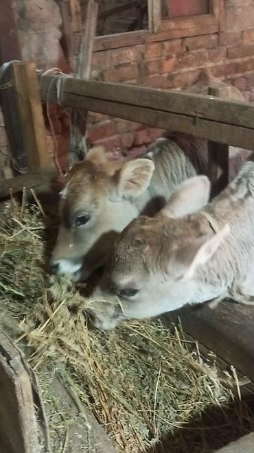 Коровы, быки: Продаю | Тёлка — 2