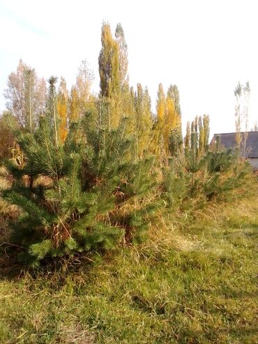 Декоративные деревья: Саженцы деревьев: Туи — 7