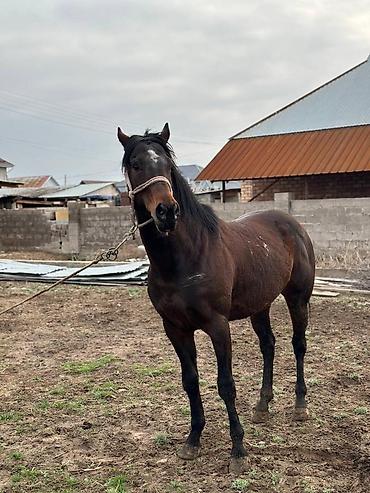 дакан сатам: Малчы керек срочно уй жылкы караганга. 30000 мин айлык. шарты жакшы — 1