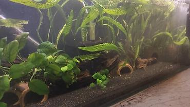 akvarium filteri: Balıqlarla birlikdə, 110 l, Ünvandan götürmə — 1
