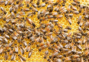 Pets & Animals: Продајем пчелиња друштва са прошлогодишњом матицом 100 евра, рој на 5