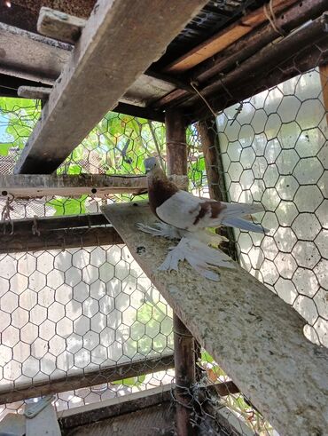 Птицы: Продаю молодых голубей 1 шт стоит пятьсот сом окончательно родители и — 23