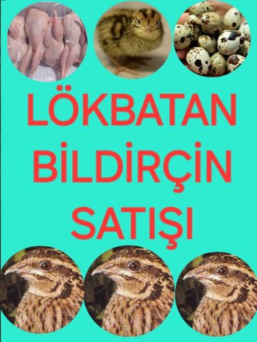 kaliforniya bıldırcını: Bildirçin yumurtası 0.20 1günlük 0.50q 10 günlük 0.70q 20 günlük 1m 30