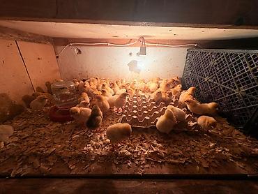 qus iran: Lohman Braun cücüleri paylaşdığım Cücələr 1 həftədir çıxıb 2.50di — 5
