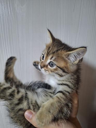 сямская кошка: Породистый котёнок тигрового окраса - Возраст: примерно 1–2 месяца - — 2