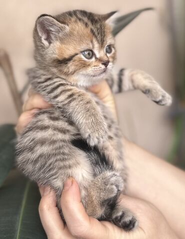 Pişiklər: Şotland — 6