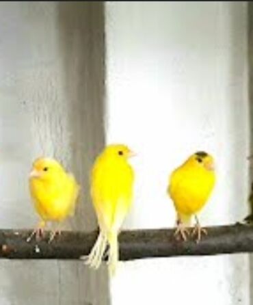 канарейка птица: Канарейки жёлтые молодые 2- 3 месячные