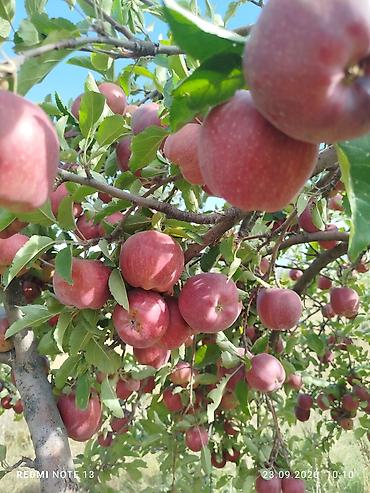 куплю продам мед: Яблоки Оптом — 1
