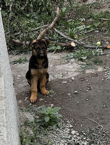 Продажа собак: Немецкая овчарка, 2 месяца, Самец, С прививкой, С родословной — 2