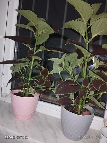 ev bitkisi: Kolyoz (Coleus) dekorativ yarpaqlı otaq bitkisi – qablarda şitillər və — 2