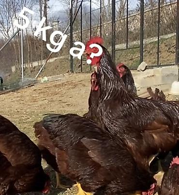 hunduska yumurtasi: Redislan toyuq yumurtası ve cücesini satıram Türkiyəden getirtmişem — 1