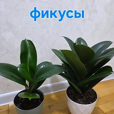 Антуриумы: Антуриум Андре (Anthurium andreanum) в декоративном кашпо. - — 6