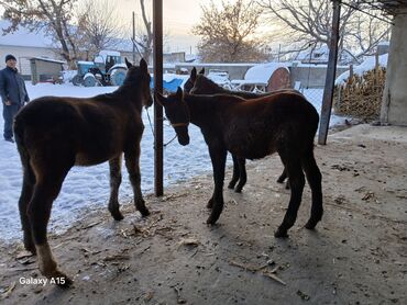 Другие с/х животные: ТАЙЛАР сатылат баасы 58 000 сом денсоолугу зынк at lalafo.kg — 12 Другие с/х животные: ТАЙЛАР сатылат баасы 58 000 сом денсоолугу зынк — 12