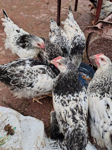 Toyuqlar: Toyuq, Adler, Ətlik — 12