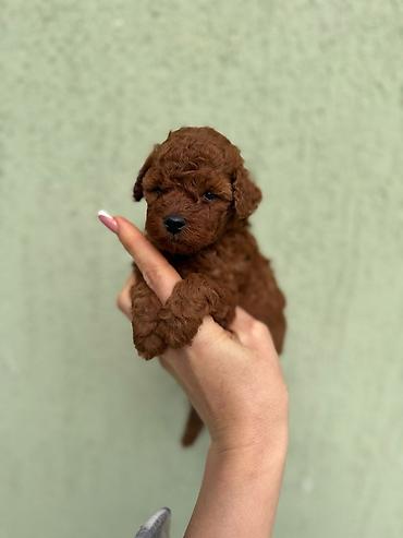 razne životinje: Stenci toy i mini pudle vrhunske genetike registrovana odgaivacnica — 5