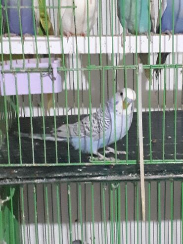 где можно купить котенка: Yetiskin erkekdi Təsvir: - Rəng: Açıq mavi bədən, ağ baş, kürək və