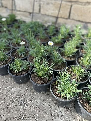 qırmızı gübrə: Papatya Ag ve qirmizi rengleri mövcuddu - Bitki: Qırxbuğumvari — 3