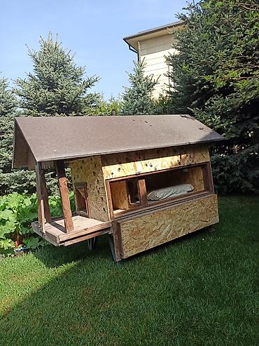 Куры, петухи: Продаю | Куры | Несушки — 5