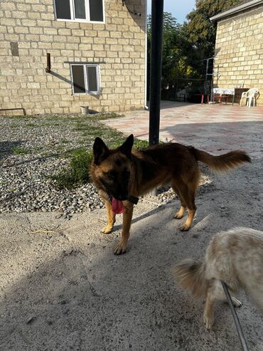 İtlər: Alman çoban iti, 1 ay, Erkek, Peyvəndli, Ödənişli çatdırılma — 9