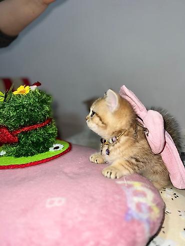 Pişiklər: Britan — 5