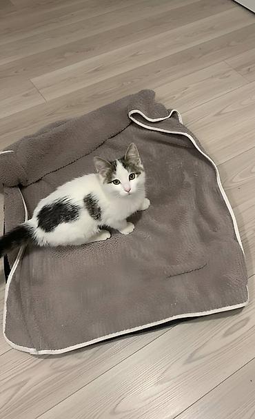 Pişiklər: Dişi, Erkək, Yaxşı əllərə — 3