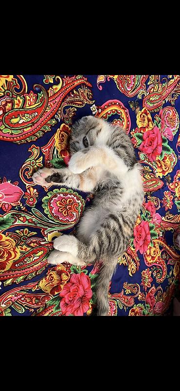 собаки породистые в дар: Кошка даром: Беспородная, 3 месяца, Девочка — 3