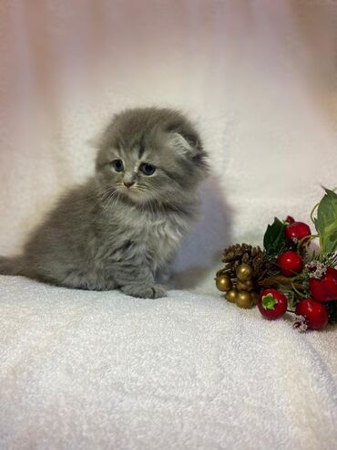 Pişiklər: Dişi, Erkək, Yaxşı əllərə, Ödənişli çatdırılma, Ünvandan götürmə, Rayonlara çatdırılma — 13