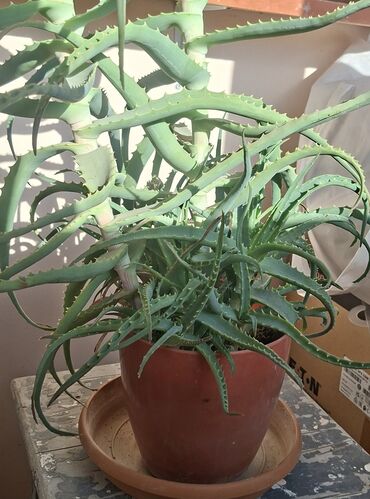 продам фикус бенджамина: Aloe (sukkulent) otaq bitkisi - Növ: Aloe (tikanlı, ətli yarpaqlı